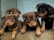 four kelpie puppies, 3 females 1 male
