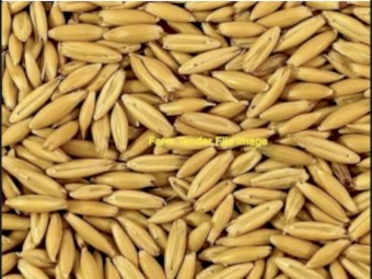 20 M/T Yallara Oats