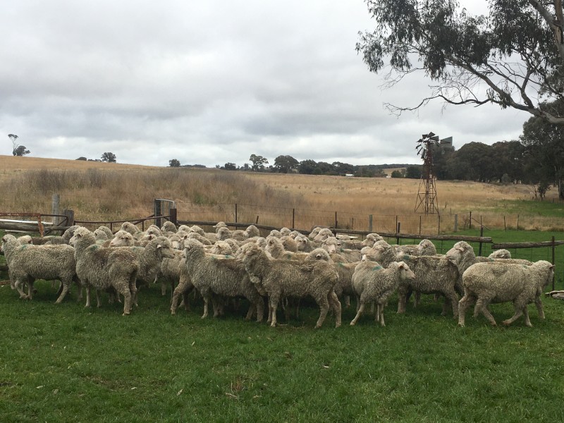 19 Fine Wool Merino Ewes