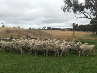 19 Fine Wool Merino Ewes