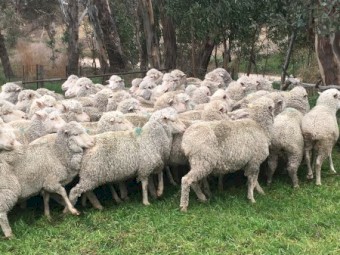 19 Fine Wool Merino Ewes