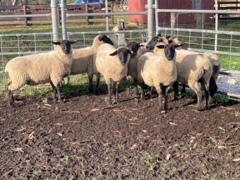 Suffolk Ewes