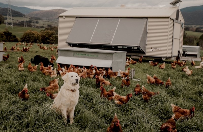 Pasture Raised Egg Business / Plant & Equipment Expression of interest