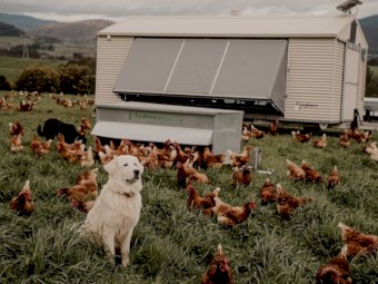 Pasture Raised Egg Business / Plant & Equipment Expression of interest