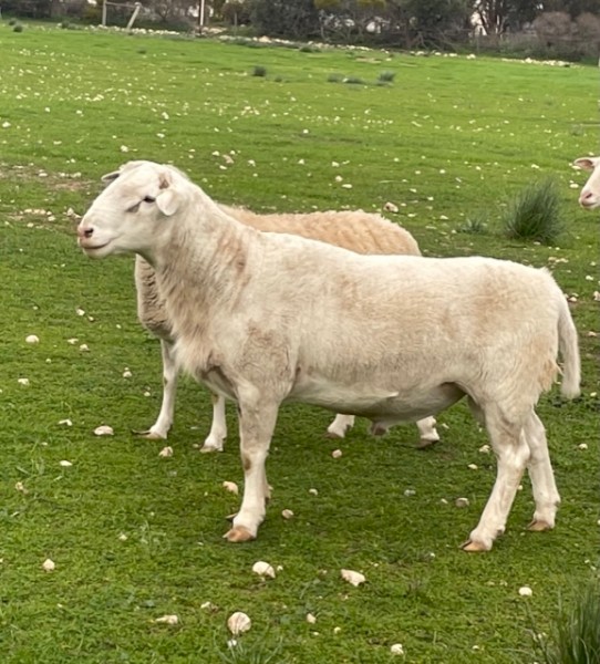 Australian White Ram X 2020