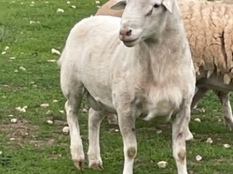 Australian White Ram X 2020