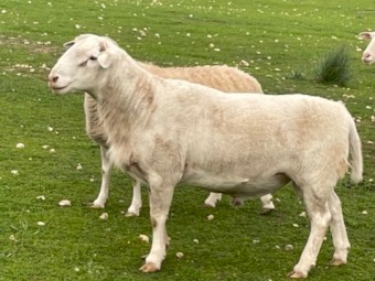 Australian White Ram X 2020
