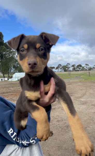 Kelpie pups ready for homes 