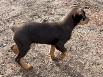 Kelpie pups ready for homes 