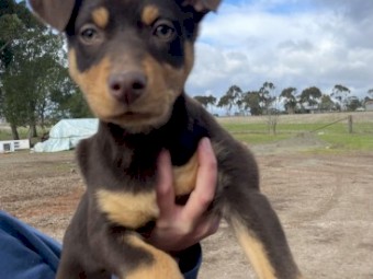 Kelpie pups ready for homes 