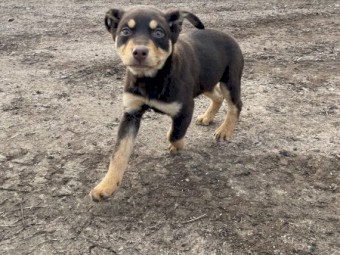 Kelpie pups ready for homes 