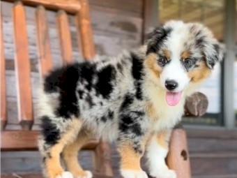 Australian Shepherds for Sale
