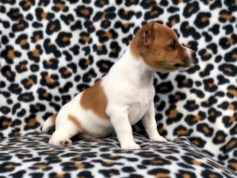 Lovely Jack Russell Terrier Puppies for Sale