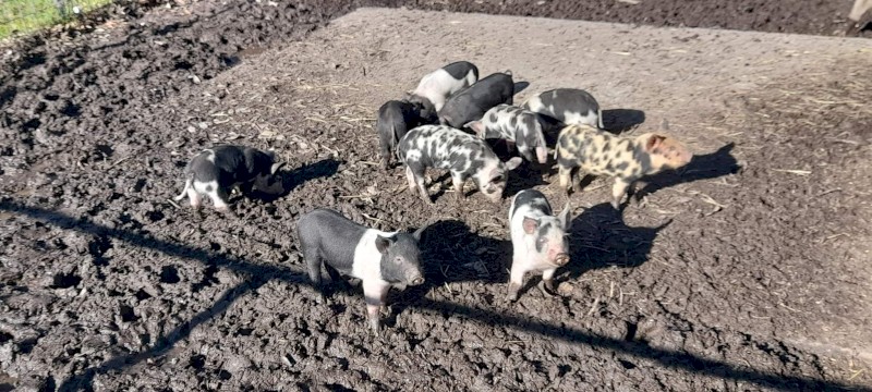 10x 6 week old saddleback X piglets