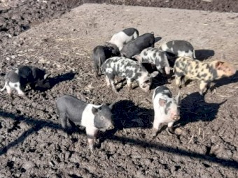 10x 6 week old saddleback X piglets