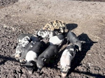 10x 6 week old saddleback X piglets