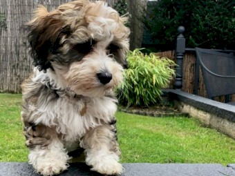 Havanes Puppies for Sale .