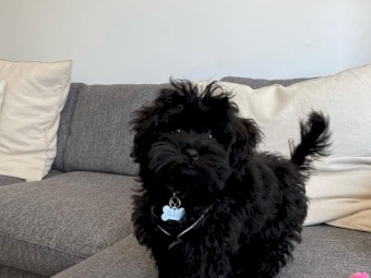 Bummi Black Cute Havanese Male 