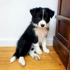 Outstanding Border Collie puppies