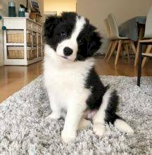 Outstanding Border Collie puppies