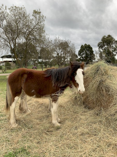 WANTED Horse Agistment Property