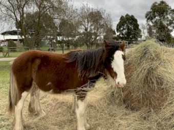 WANTED Horse Agistment Property