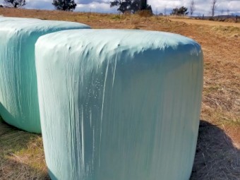 Forage Sorghum + Cowpea Round Bale Silage