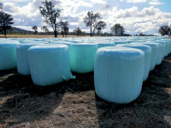 Forage Sorghum + Cowpea Round Bale Silage