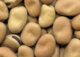 200t Samira Faba Beans 