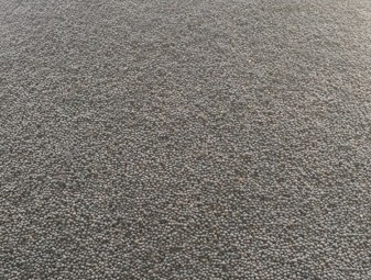 Morava Vetch Cleaned 