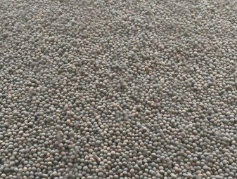 Morava Vetch Cleaned 