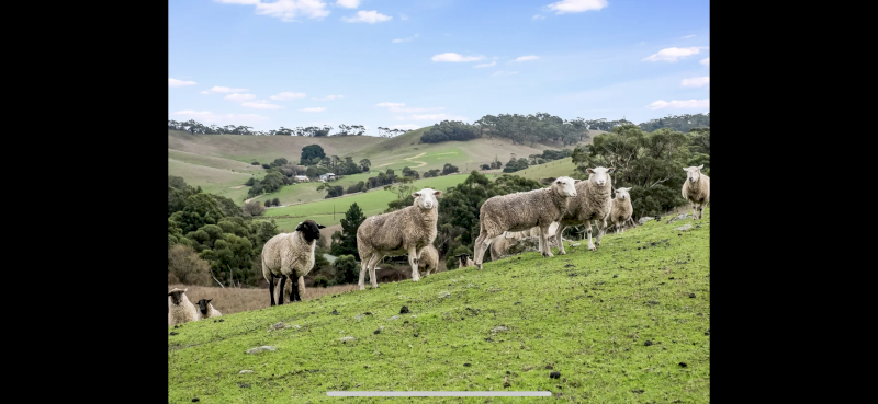 Mob of mixed age ewes 