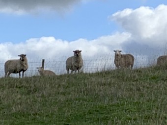Mob of mixed age ewes 