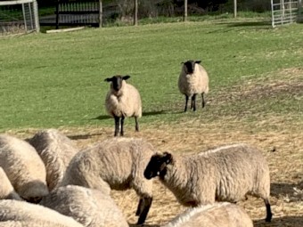 Mob of mixed age ewes 