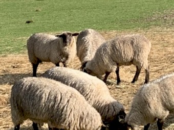 Mob of mixed age ewes 