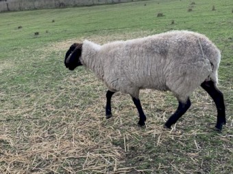 2 yo Suffolk Ram for sale