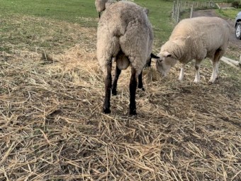 2 yo Suffolk Ram for sale | Farm Tender