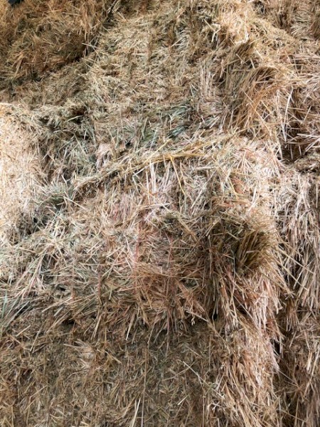 Wheaten Hay, 2020 season