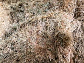 Wheaten Hay, 2020 season