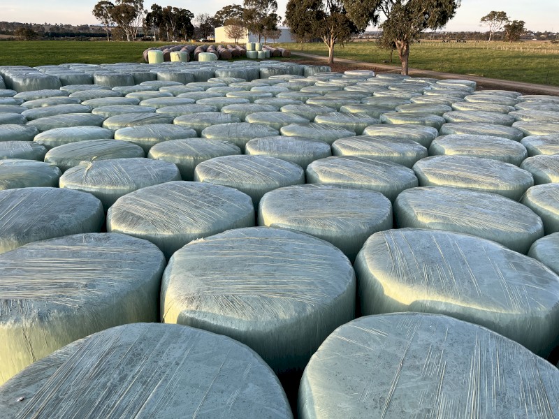 Ryegrass/clover silage 