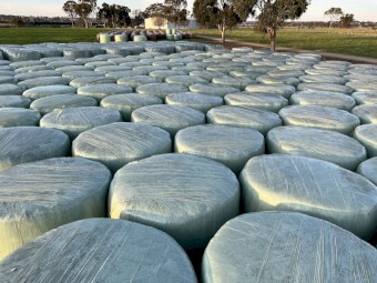 Ryegrass/clover silage 