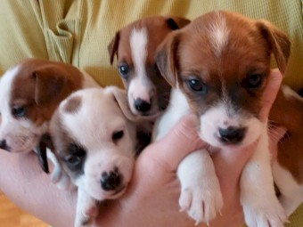 Purebred Jack Russell Puppie
