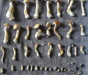 Organic Mushrooms / Wickr.... spartanshop