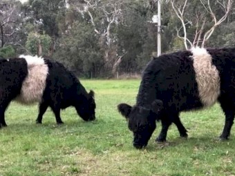 WANTED 2 x Miniture Belted Galloway Females