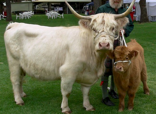WANTED 2 x Scottish Highlander Cattle