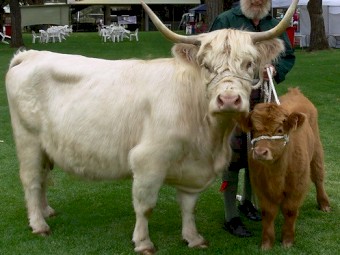 WANTED 2 x Scottish Highlander Cattle