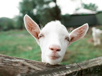 WANTED Dairy Goats Bulk x 20