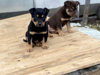 Kelpie Pups