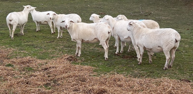 50 AUSTRALIAN WHITE EWES TATTYKEEL x ARDESS BLOODLINE - HUGE EWES 14 MONTHS
