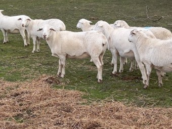 50 AUSTRALIAN WHITE EWES TATTYKEEL x ARDESS BLOODLINE - HUGE EWES 14 MONTHS
